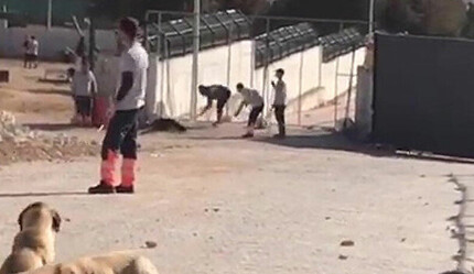 Konya'da hayvan barınağındaki işkencede iki kişi tutuklandı - gundem