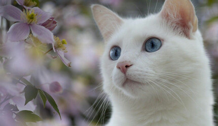 Görülmemiş olay! Kediye estetik yapıldı: Hayvan olması bir şeyi değiştirmiyor - dunya