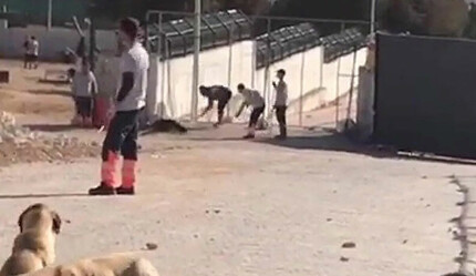 Konya'da hayvan barınağında dehşet: Zanlıların kan donduran ifadesi ortaya çıktı - gundem