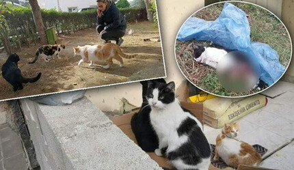 Son 5 ayda 4 kedi öldürüldü! Sitede vahşet: Patileri kesilmiş halde bulundu - gundem