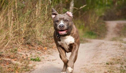 Köpekle karşısındakileri tehdit eden sürücüye Yargıtay'dan emsal karar! Yaptığına bin pişman olacak - gundem