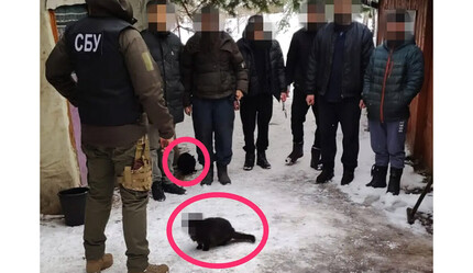 Ukrayna İstihbarat Teşkilatı kafaları karıştırdı: Kedi de ajan mı? - dunya