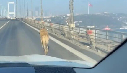 Sürücüler neye uğradığını şaşırdı: Yolunu şaşıran köpek kendisini boğazın ortasında buldu! - gundem