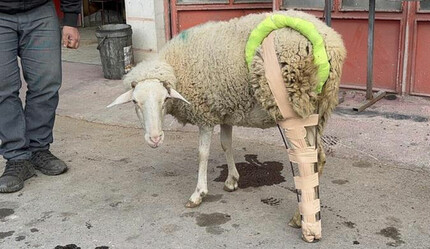 Bacağı kırılan koyun sanayide iyileşti:
