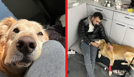 Kanser tedavisi gören fenomen köpek Hera hayatını kaybetti - yasam