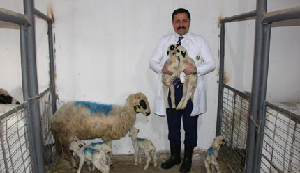 En son 4 sene önce görülmüştü, bu yıl tekrar yaşandı! Hayvan sahipleri şaşkın: Yerli ve milli koyun altız yavruladı, vali bile görmeye gitti - dunya