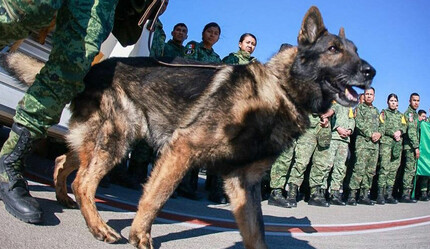 Meksikalı arama kurtarma ekibinin köpeği Proteo'nun heykeli dikilecek - gundem