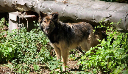 Çernobil'deki köpeklerin genetik açıdan farklılaştığı ortaya çıktı - gundem