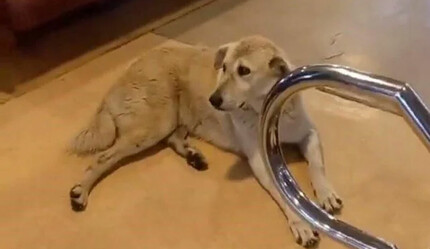 Kadıköy-Beşiktaş vapurunda sokak köpeği krizi: Kaptan seferi iptal etti - gundem