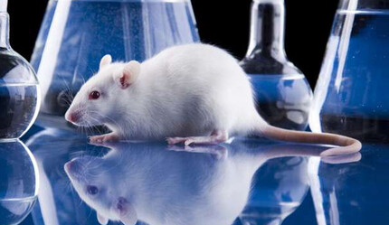 Tam bitti derken tehlike kapıda mı? Farelerde COVID-19 varyantları bulundu - saglik