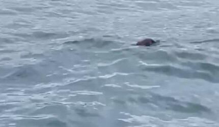 İstanbul Boğazı'nda görenleri şaşkına çeviren anlar: Bunun burada ne işi var - gundem