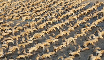 Mısır'ın güneyindeki Firavun 2. Ramses Tapınağı'nda 2 bin mumyalanmış koç başı bulundu - kultur-sanat