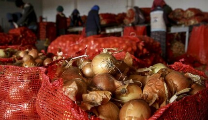 Tarım Bakanlığı’ndan soğan hasadı açıklaması: Fazlasıyla karşılayacak seviyede - ekonomi