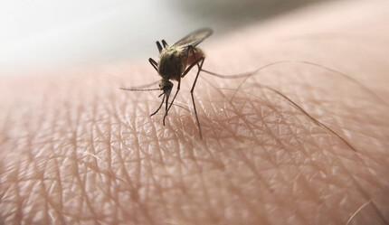 Sıtma hastalığı dünyada kaç kişiyi öldürdü? Çaresi var mı? - spor