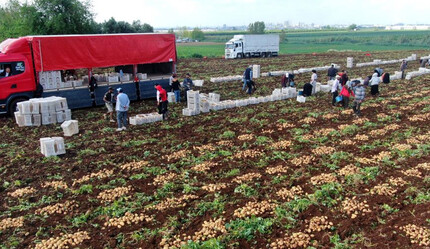 Patates hasadı başladı, yüzler güldü: Türkiye'nin dört bir yanına gönderilecek, fiyatlar cep yakmayacak - gundem