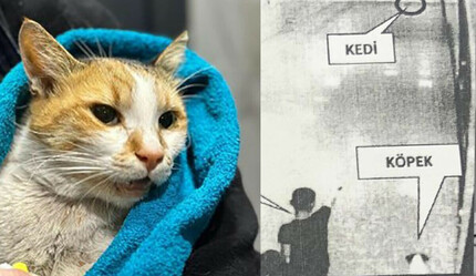 Kediyi köpeğe öldürten çocuğa anlamlı ceza: Her ay hayvan konulu kitap okuyacak - gundem