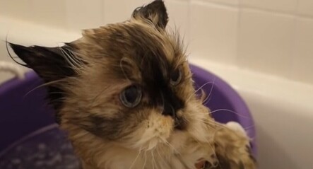 Kedi sahiplenenlerin en çok merak ettiği konu! Kedi nasıl temizlenir, yıkanır mı? - saglik