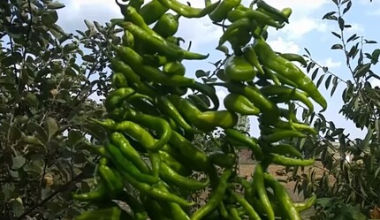 Patlıcan ve Biber kuruturken dikkat edilmesi gerekenler! Asla çürümeyecekler - saglik