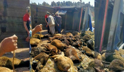 Mersin'de yüzlerce hayvan taşıyan tır devrildi: 60 tanesi telef oldu - gundem