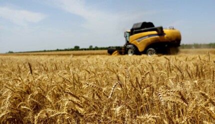 Tarımın en strateji ürünü oldu: Hasat başladı, rekolte yüksek olacak - ekonomi