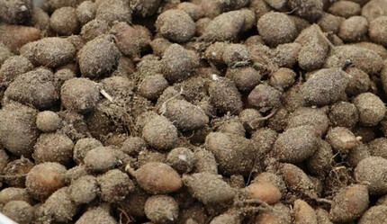 15 ilçede üretiliyor, kilogram fiyatı 800 TL: Yılın ilk hasadı başladı - gundem
