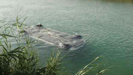 Adana'da feci kaza! Suya gömülen araçtan 3 ceset çıkarıldı - gundem
