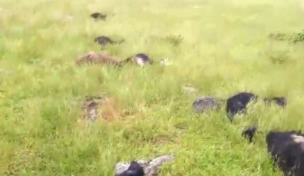 Bitlis'te yıldırım düştü: 20 koyun telef oldu - gundem