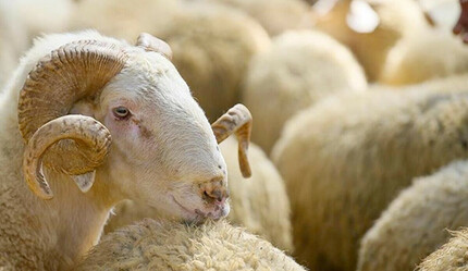 2023 vekaletle kurban kesim ücreti belli oldu - gundem