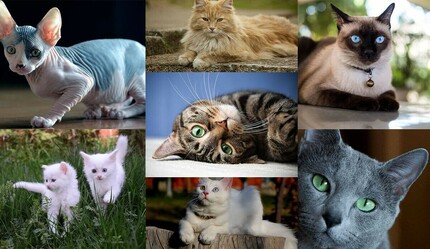 En sevimli kişilik analizi testi! Seçtiğin kedi kişiliğini yansıtıyor - yasam