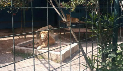 Antalya'da aslan dehşeti! 4 yaşındaki çocuğa saldırdı - gundem