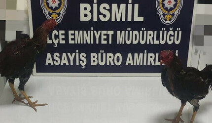Horoz koruma derneğinde horoz dövüşü! 29 kişiye 117 bin lira ceza  - gundem