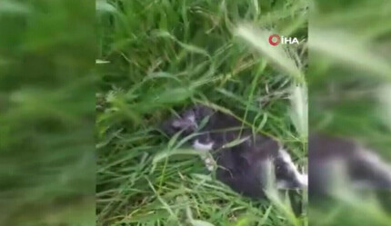 İstanbul'da 20 kedi öldürülmüş olarak bulundu - gundem
