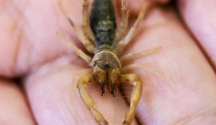 Cennet Cehennem Vadisi'nde yeni bir tür bulundu - dunya