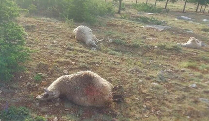 Kars'ta yıldırım isabet eden 9 koyun telef oldu - gundem