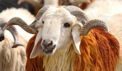 Kızılay kurban vekaleti bedellerini açıkladı - ekonomi