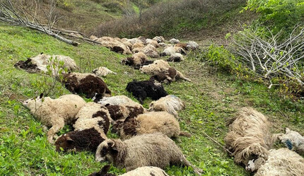 Koyun sürüsüne aç ayı saldırdı: 76 koyun telef oldu - yasam