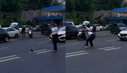 Trafiğin ortasındaki kargaya yardım etmek istedi hayatının şokunu yaşadı - hayatin-icinden
