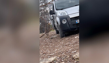 Arabadan börek çalmaya çalışan tilki, kameraya yakalandı - gundem