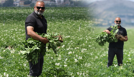 Adana'da gördü, risk alıp kendi tarlasına ekti! 20 bin işçi çalıştırıyor, servetine servet katıyor - ekonomi