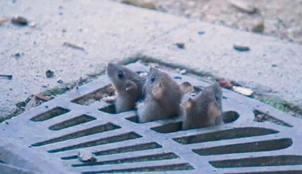 Paris farelere teslim oldu! Birlikte nasıl yaşanır komisyonu kurulacak  - gundem