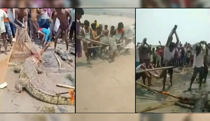 10 yaşındaki çocuğu öldüren timsahı timsah olduğuna pişman ettiler: İntikam görüntülerini izleyenlerin kanı dondu - dunya