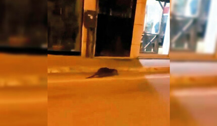 Mudanya şaşkın! Cadde ortasında su samuru görüldü - gundem