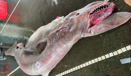 Yaklaşık 800 kilogram ağırlığında, yarı saydam… Tarih öncesi tür bulundu! - gundem