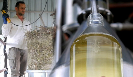 Trakya’nın ‘alternatif tarımı’: Edirne’den dünyaya ihraç ediliyor… Litresi 3 bin 100 TL! - ekonomi