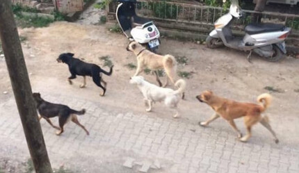Köpek problemi kısırlaştırmayla iki yılda çözülür - gundem