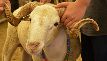 Kurban keseceklere uyarı: Kist oluşturabilir, aman dikkat - gundem