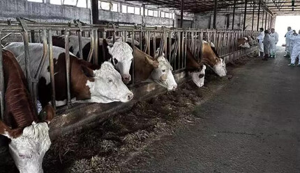 Ardahan'da şap tehlikesi - gundem