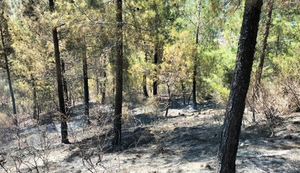 Osmaniye'de orman yangını çıktı! Havadan ve karadan müdahale edildi - gundem