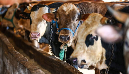 Bir kurbana en fazla kaç kişi ortak olabilir, kaç hisse girilir? Ortak kurban kesmenin şartları nelerdir? - gundem
