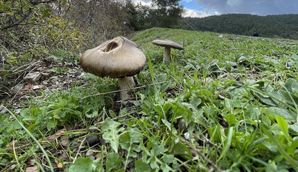 Mantar faciası sürüyor! Bu kez Kırıkkale: Zehirlenen 6 kişi hastaneye kaldırıldı - dunya